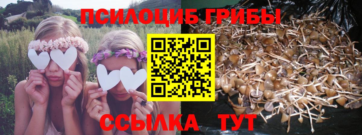 Пенза  Псилоцибиновые грибы мицелий  Вход с VPN 